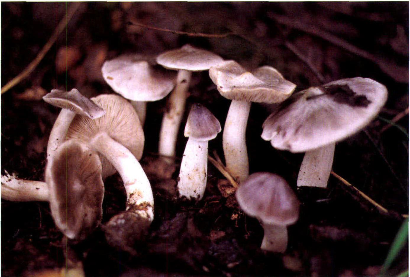 Tricholoma terreum (Schaeff.:Fr.) Kummer